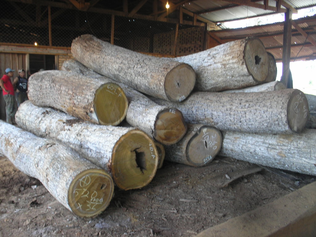ipe wood logs