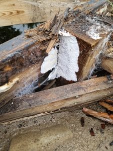 Mycelium fungus roots eating the lignin in timber joists